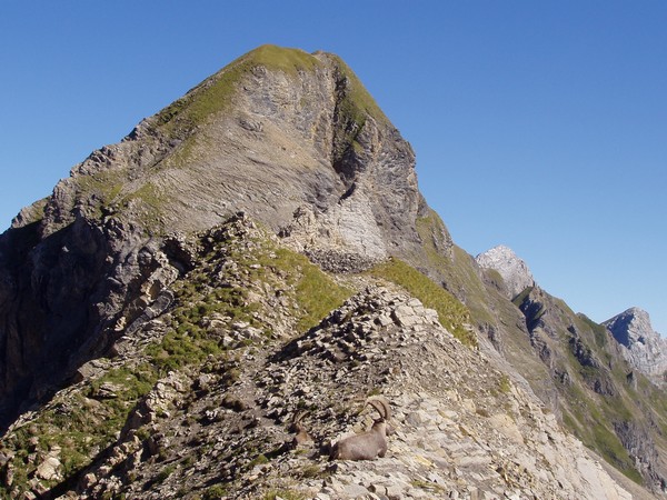 Mont Fleuri