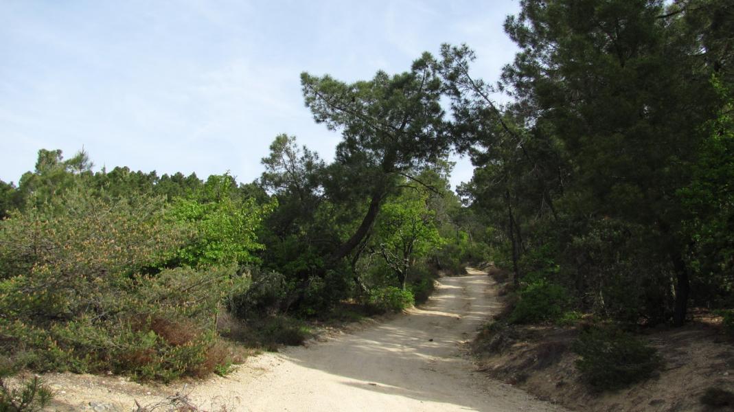 Montée dans la pinéde