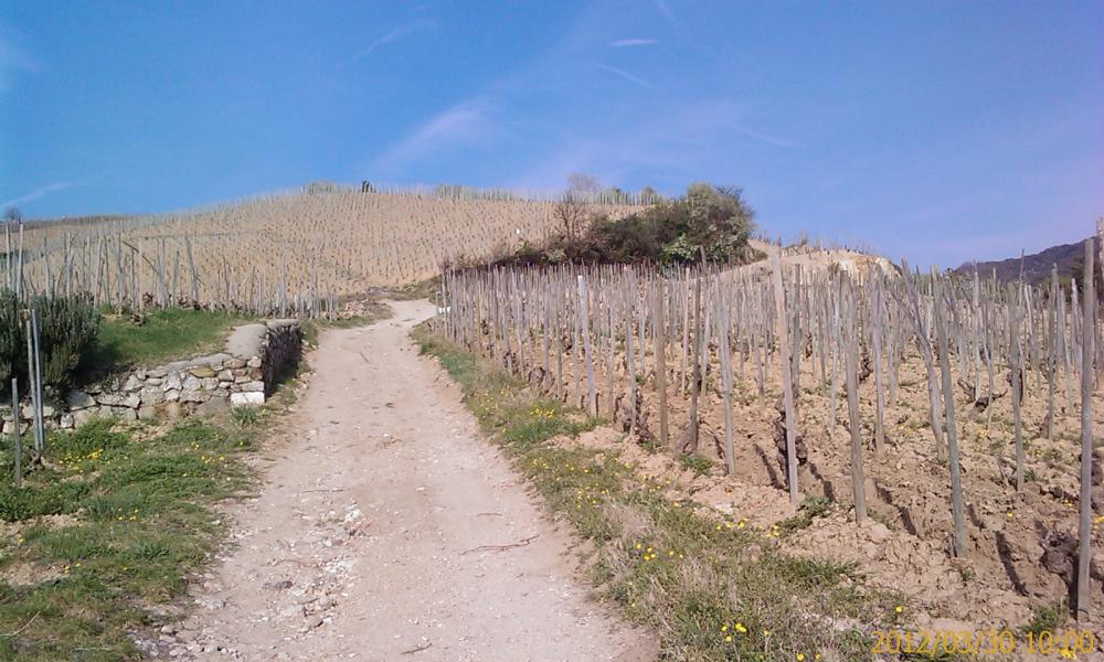 Montée dans les vignes