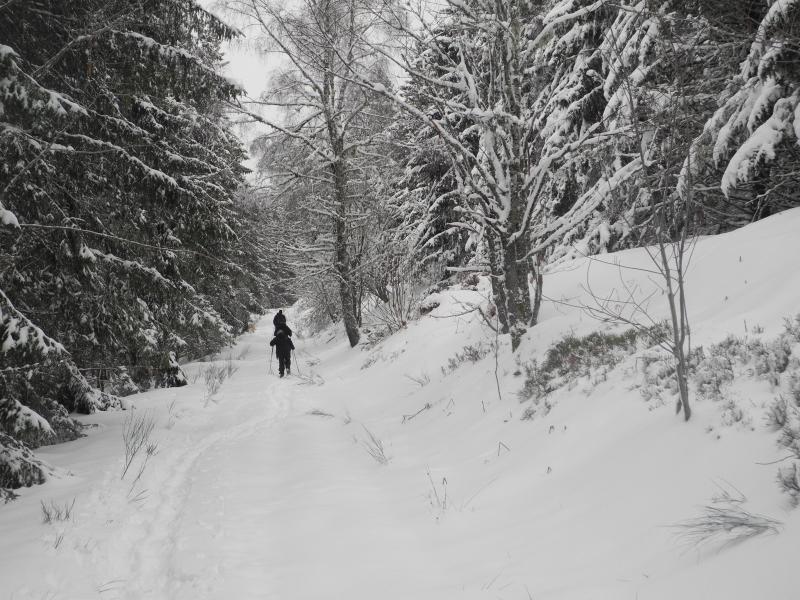 Montée en sous-bois