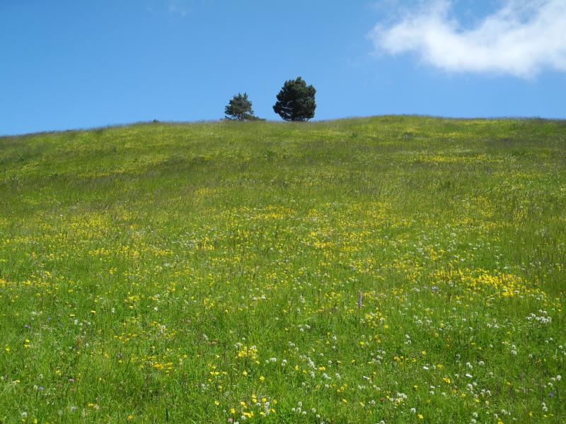 Montée vers la crête