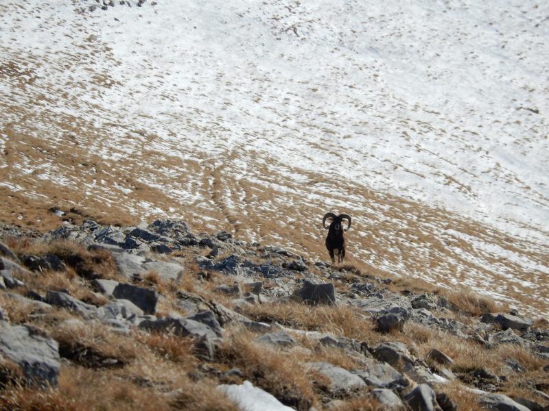 Mouflon au Sommet de Raz de Bec