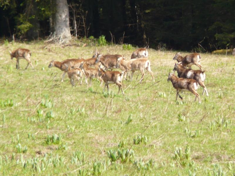 Mouflons