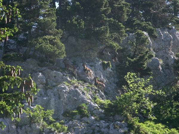 Mouflons