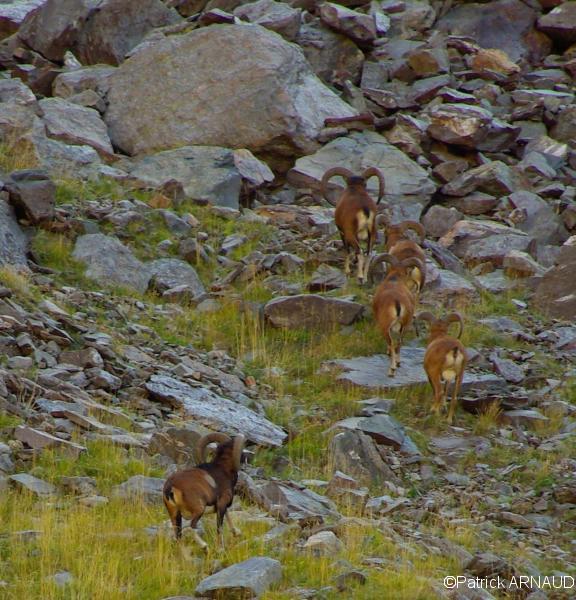 Mouflons