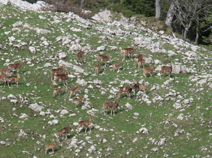 Mouflons