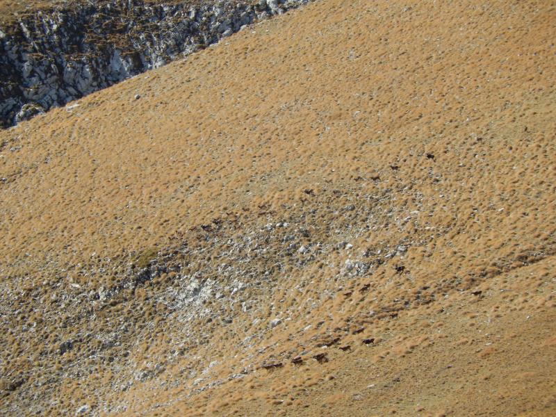 Mouflons aux Hauts Prés