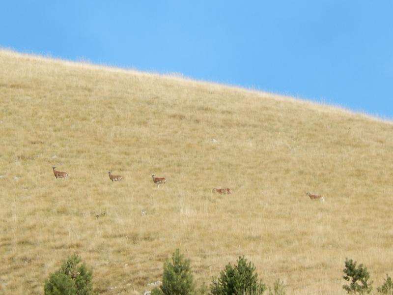 Mouflons à Chaudun