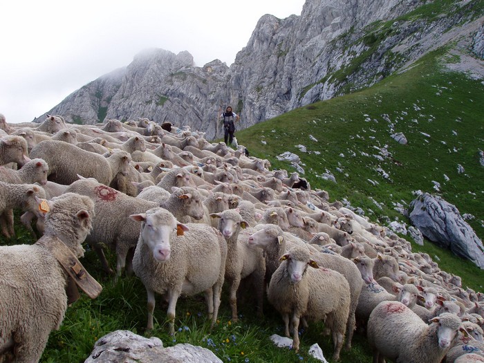 Moutons