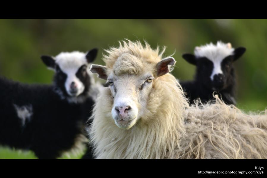 Moutons