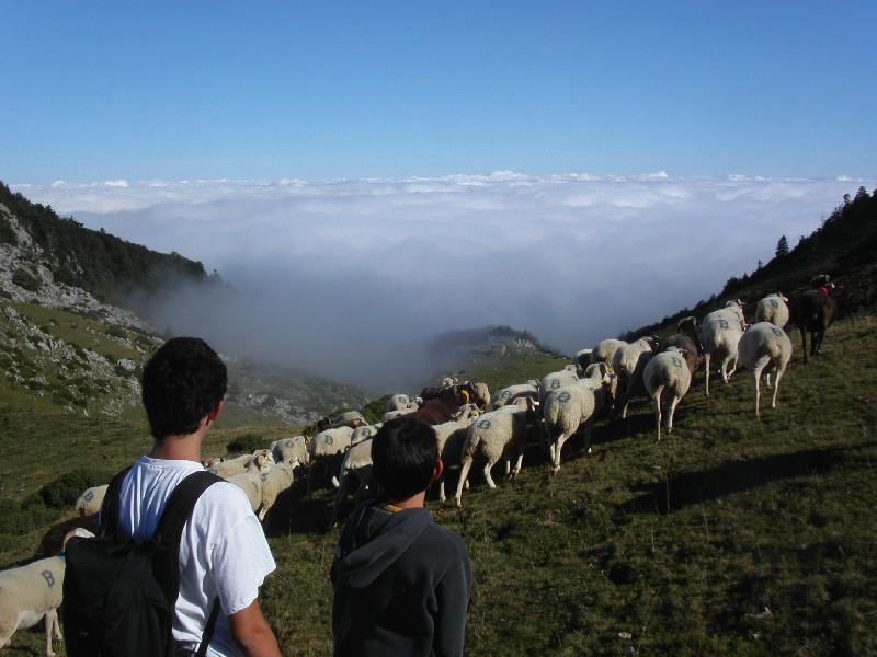 Moutons