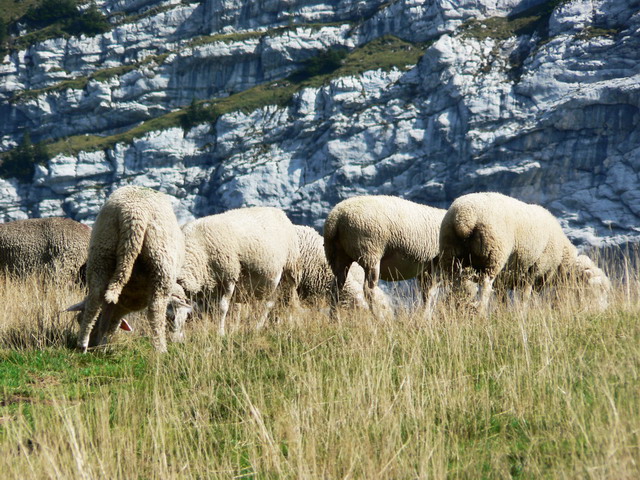 Moutons