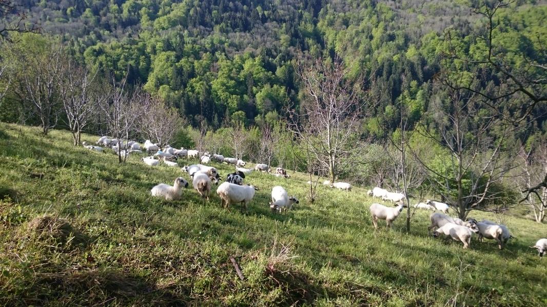 Moutons Thone et Marthod