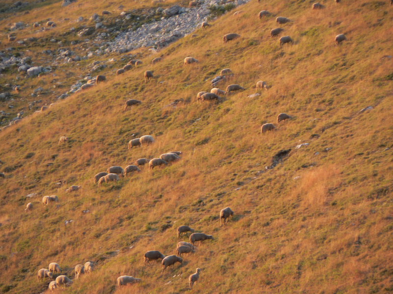 Moutons de Pravouta
