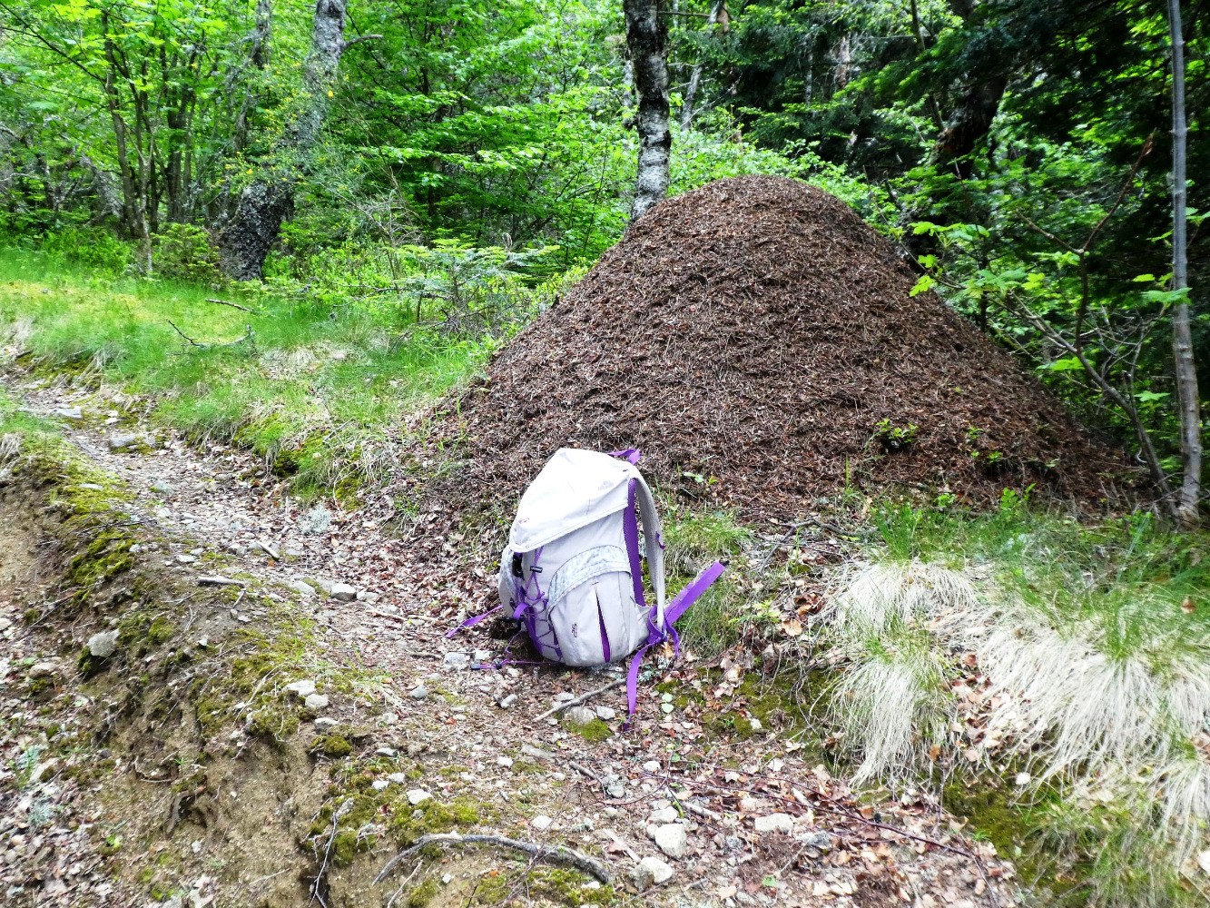 Ma fourmiliÃ¨re