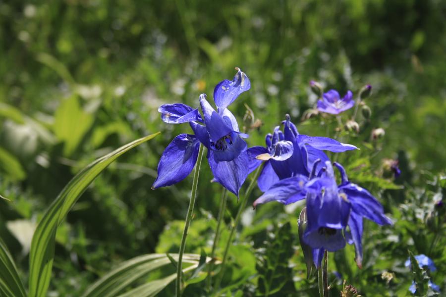 mais également des ancolies