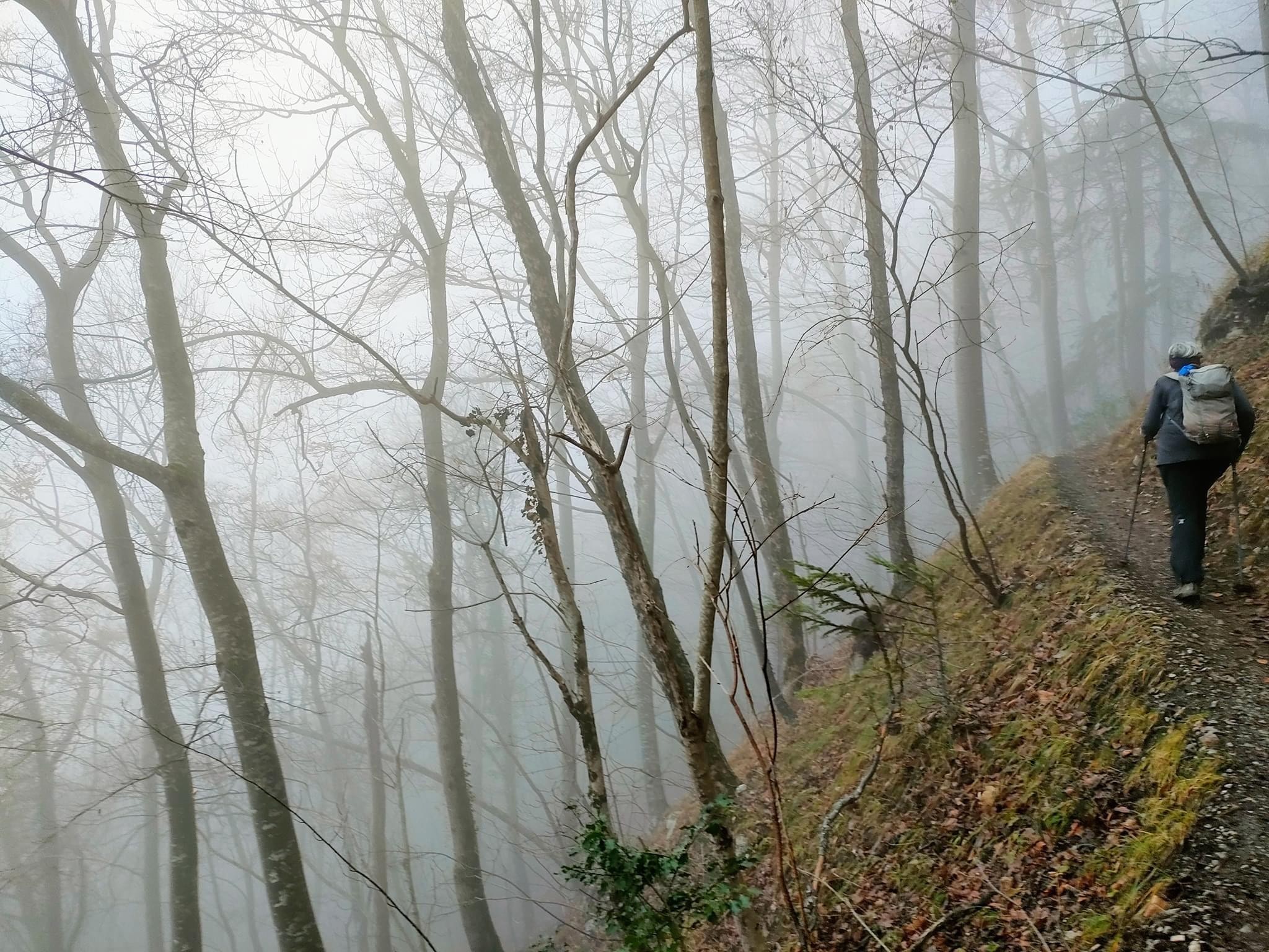 Marche dans le brouillard 