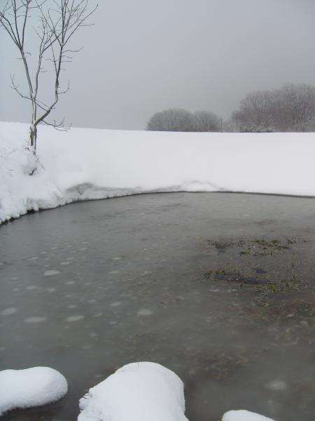 mare gelée ponte de crapauds