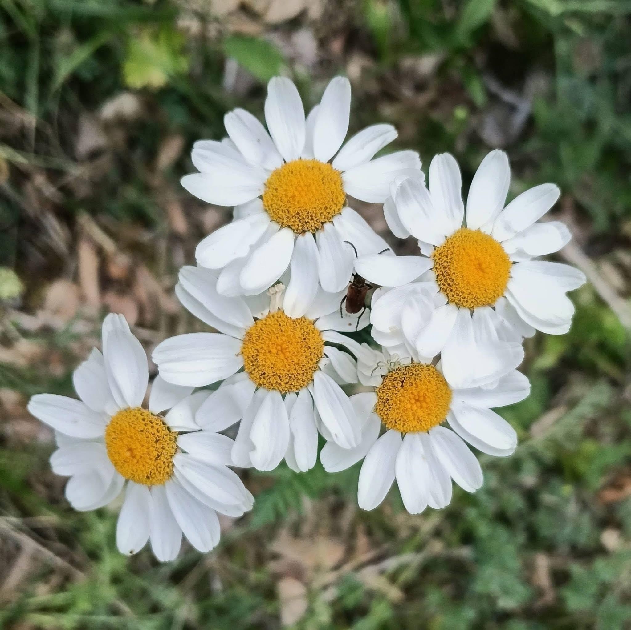 Marguerite a plusieurs têtes 