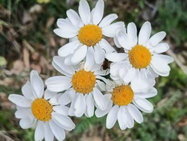 Marguerite a plusieurs têtes 