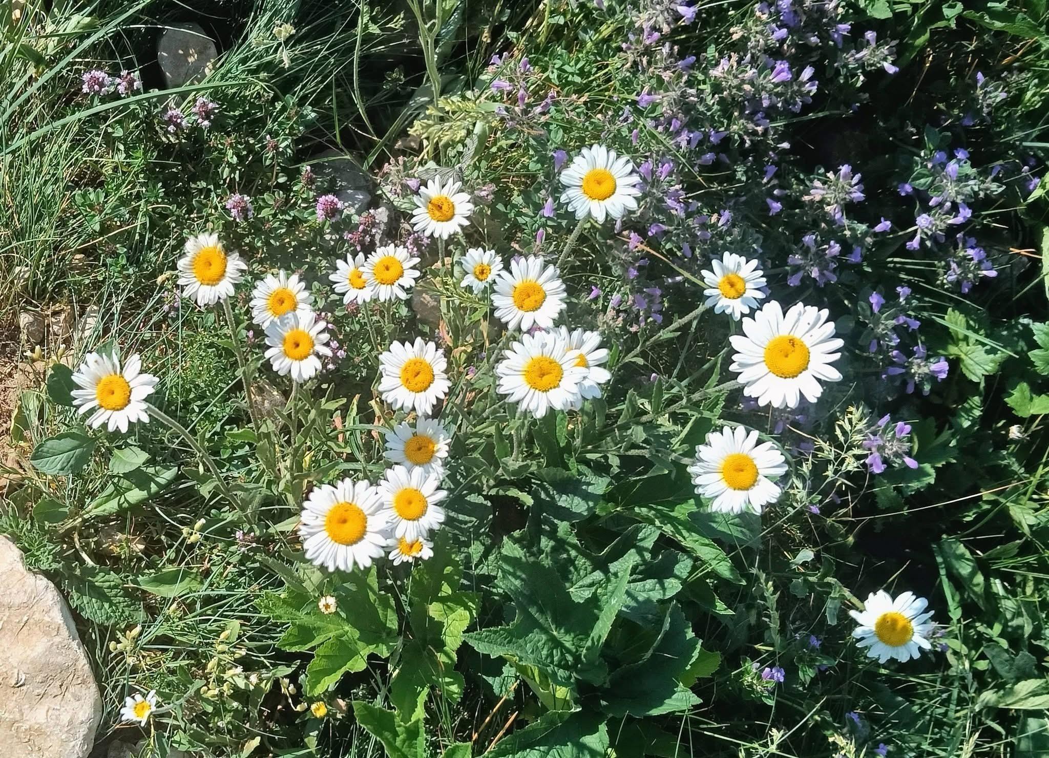 Marguerites 
