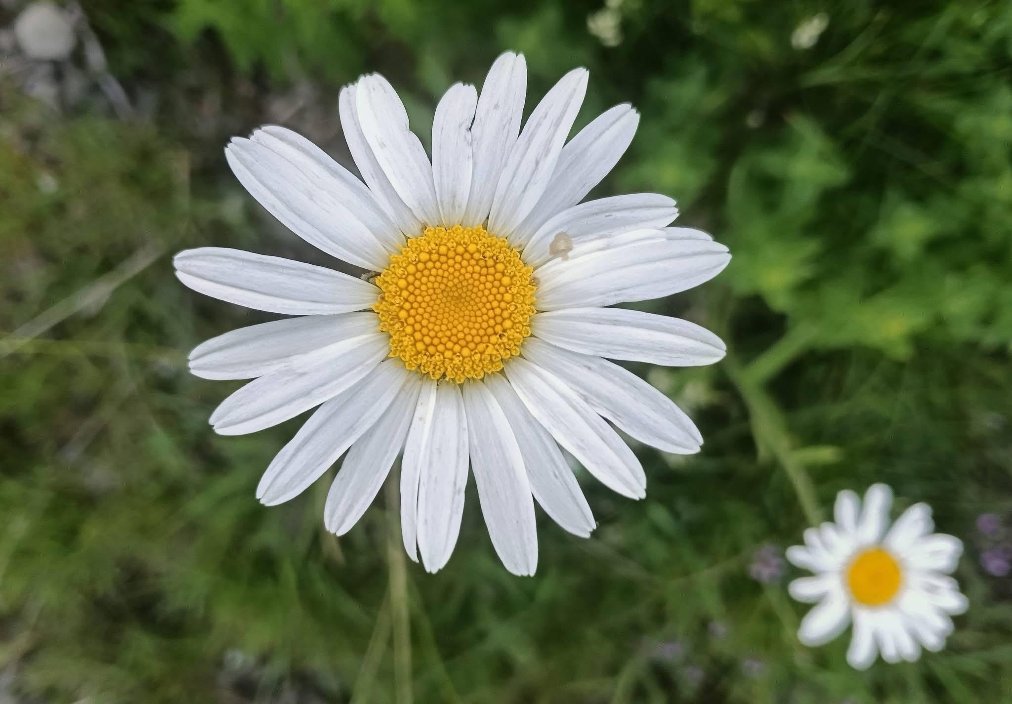 Marguerites 