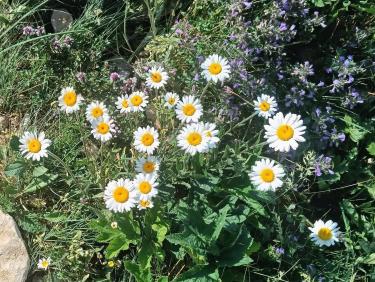 Marguerites 