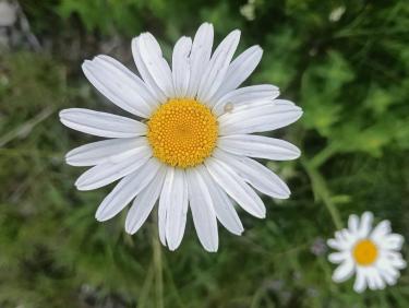 Marguerites 