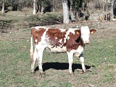 La marmite de Vulcain 