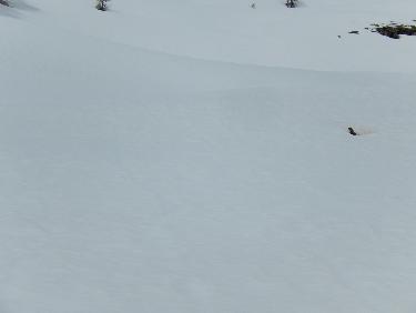 Marmotte au Distroit