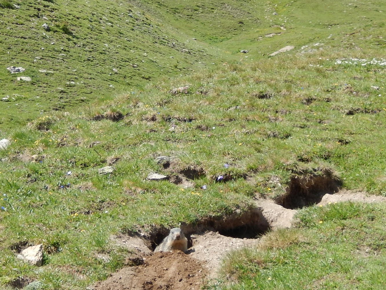 Marmotte au Grand Vallon