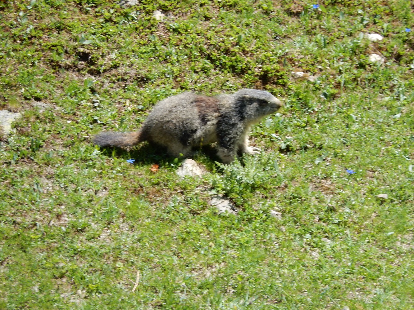Marmotte au Grand Vallon