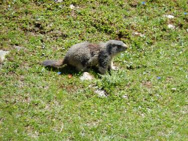 Marmotte au Grand Vallon