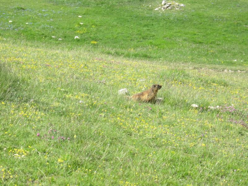 marmotte