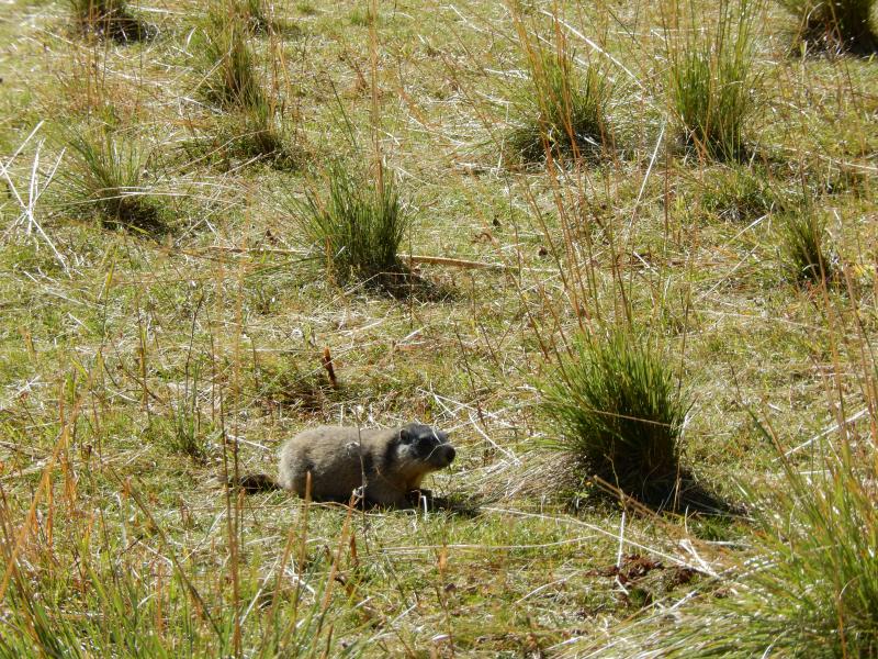 marmotte