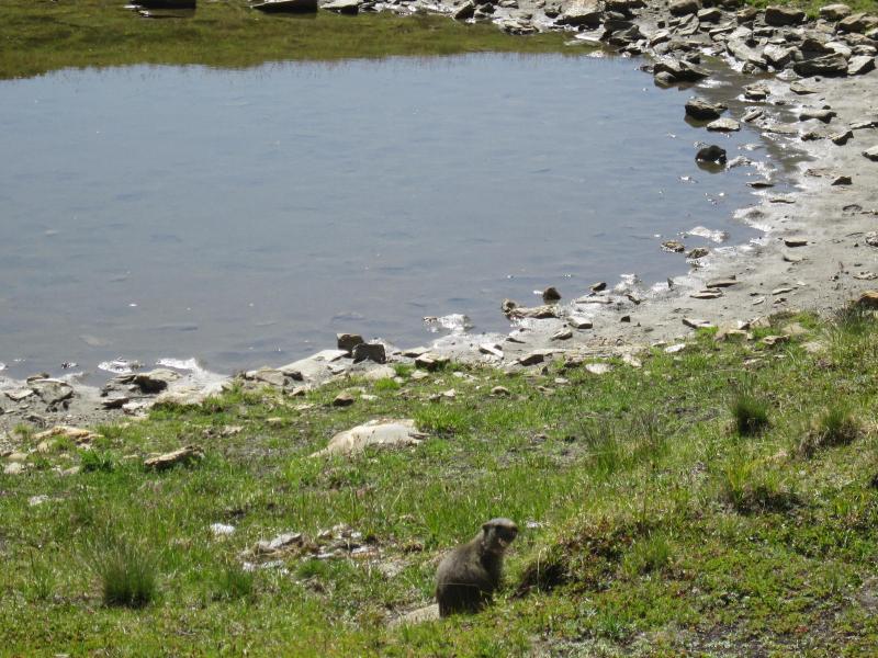 marmotte italienne!