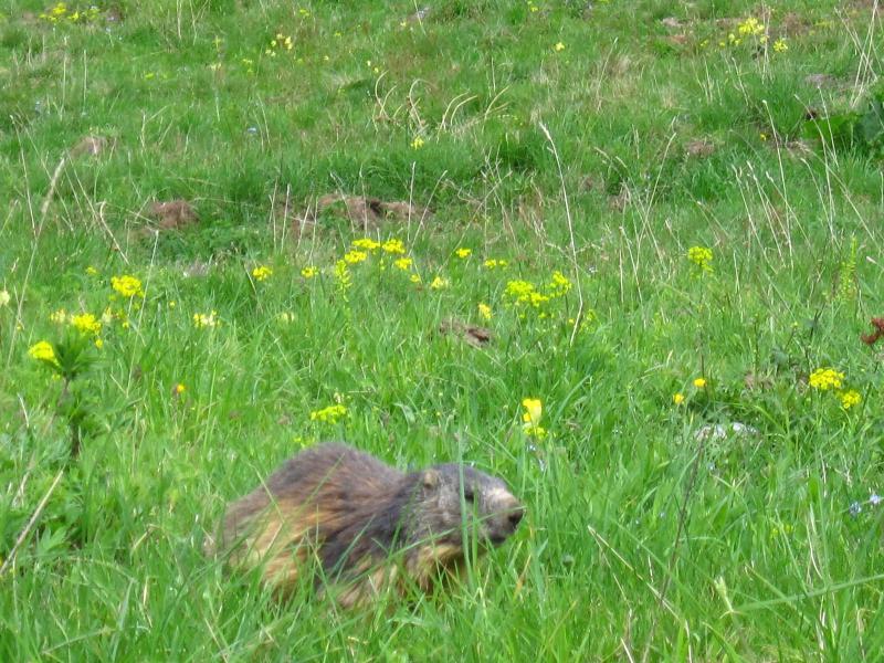 marmotte peu sauvage