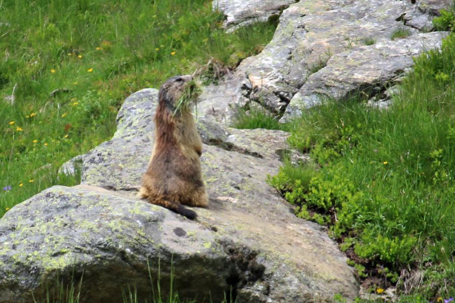 marmotte à Combe Madame