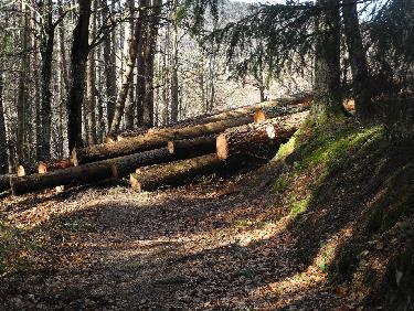 merci les forestiers