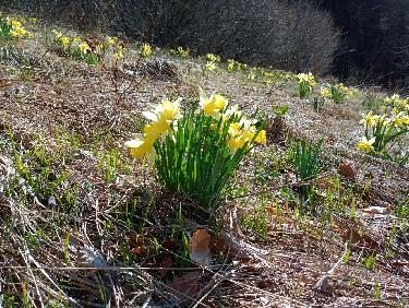 Merveilles de proximité !