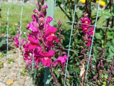Aller chercher son bouquet de fleurs locales chez Lucky Ferme Florale 🥰🤩