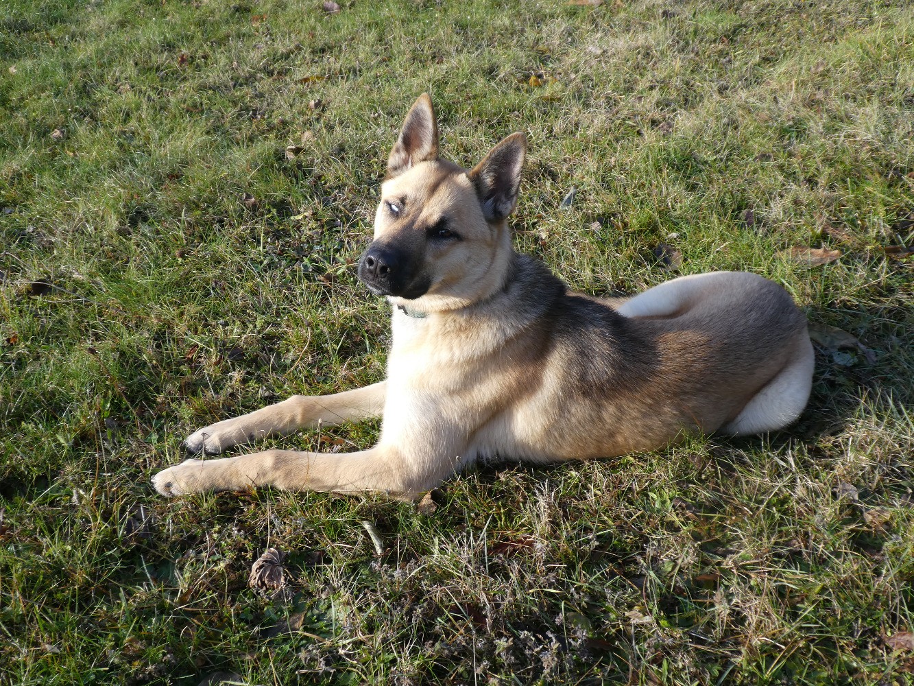 "Mon" chien Ã  la fin de ma rando