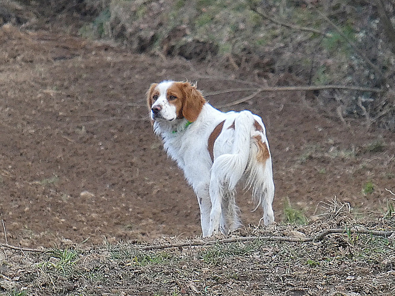 Mon compagnon de rando (depuis CÃ©aux)