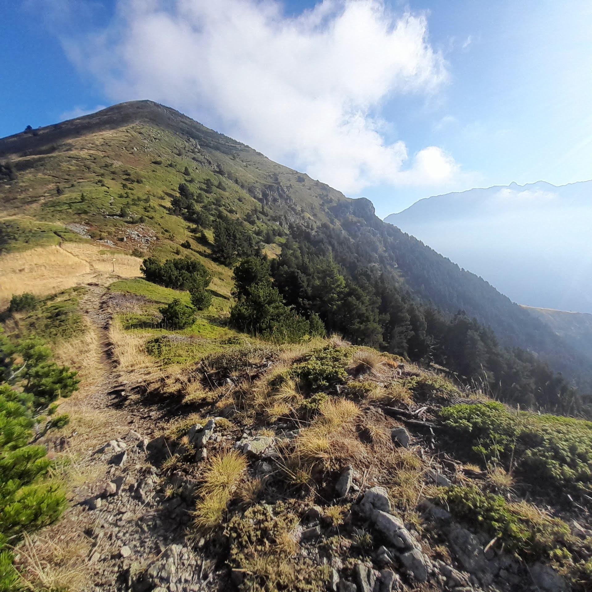 Mon petit Piquet matinal