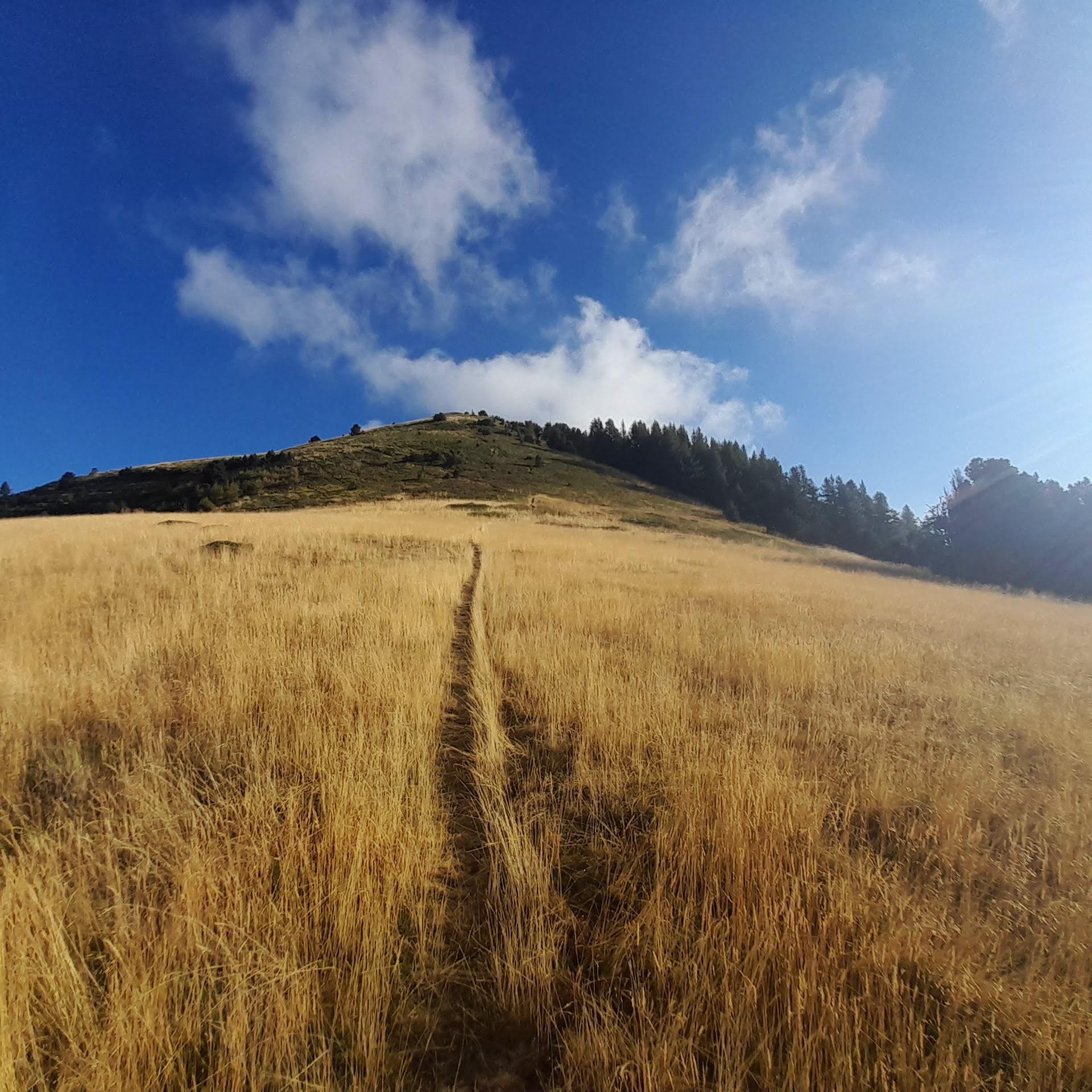 Mon petit Piquet matinal