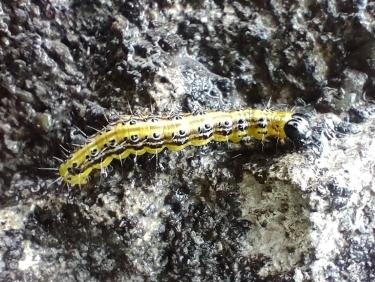 Du monde à Saint Hilaire.