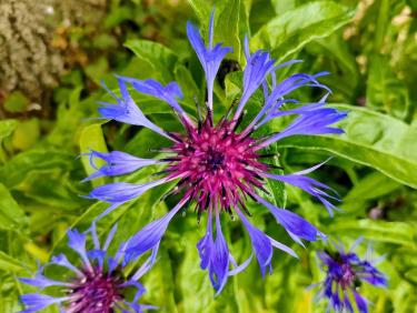 Du monde à Saint Hilaire.