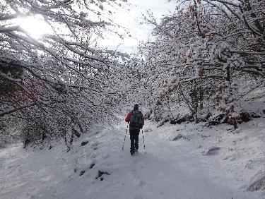 Montagne de Gache, dans les bois
