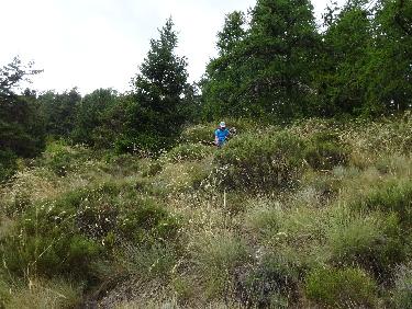 Montagne de Tournon, descente ves 1600m vers le col de SÃ©oune