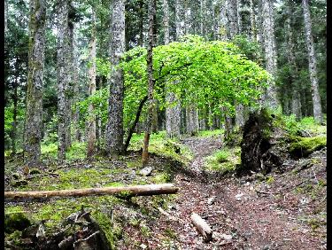 Ombrelle vÃ©gÃ©tale